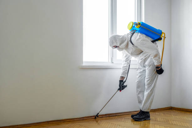 Best Wasp Removal Services  in Aitkin, MN
