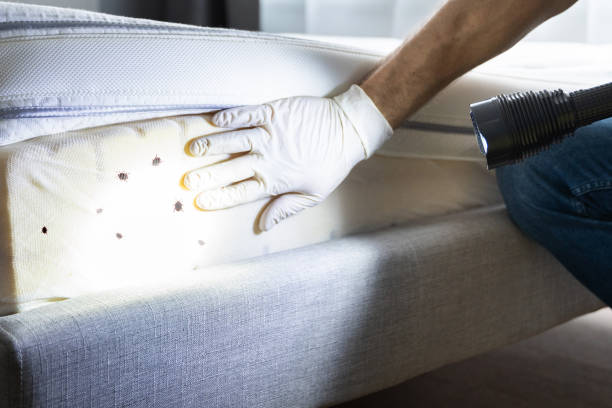 Best Exterminator Services  in Aitkin, MN