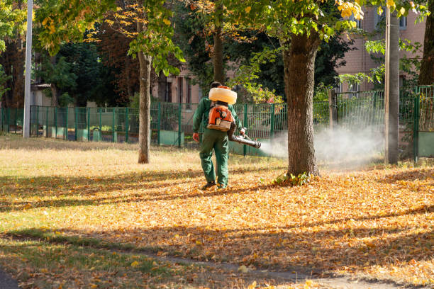 Best Wasp Removal Services  in Aitkin, MN