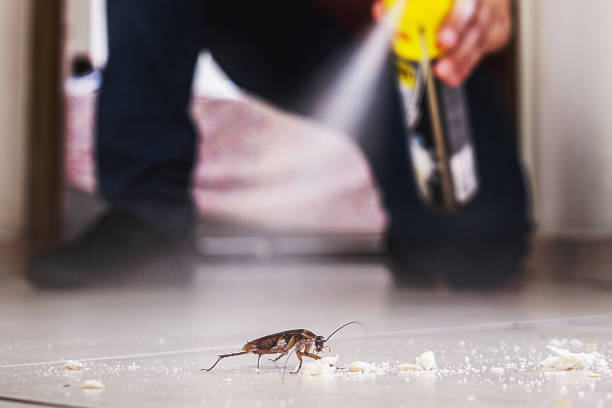 Best Flea Control Services  in Aitkin, MN